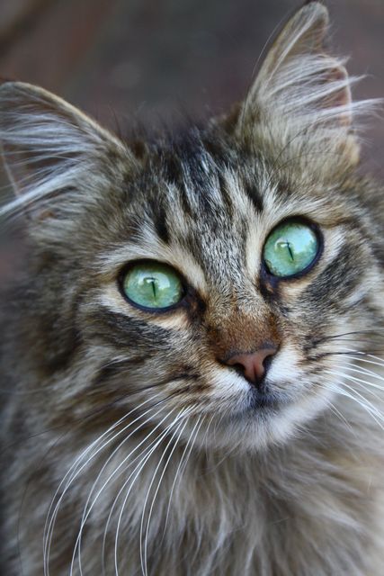 Close-up of Fluffy Cat with Green Eyes Staring - Download Free Stock Photos Pikwizard.com