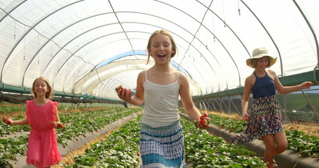 Children joyfully picking strawberries in a spacious greenhouse, indicating a fun and healthy outdoor activity. This image highlights agriculture, fresh produce, and family-friendly activities. Ideal for concepts related to farming, healthy living, childhood experiences, and recreational family outings.