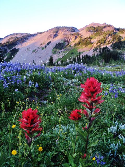 Vibrant wildflowers blooming in the foreground with a stunning mountain range in the background at sunset. Ideal for nature-themed calendars, travel and outdoor adventure advertisements, posters, wallpapers, and greeting card designs.