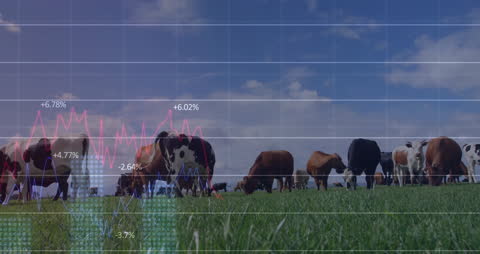 Cattle Grazing in Farming Landscape with Financial Data Overlay