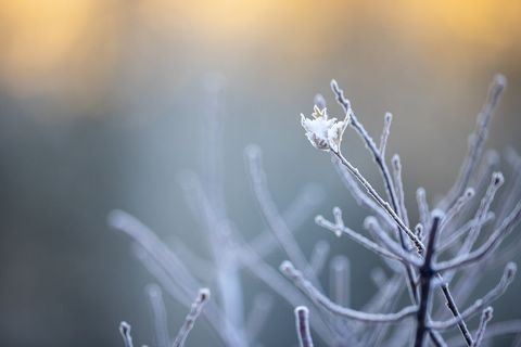 Winter Nature Detail with Frost-Kissed Branch