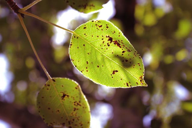Close-up of green leaves that are speckled and damaged, exposed to sunlight, highlighting the textures and details. This image can be used for emphasizing environmental issues, plant health, nature study, and illustrating the impact of diseases or pests on plants.