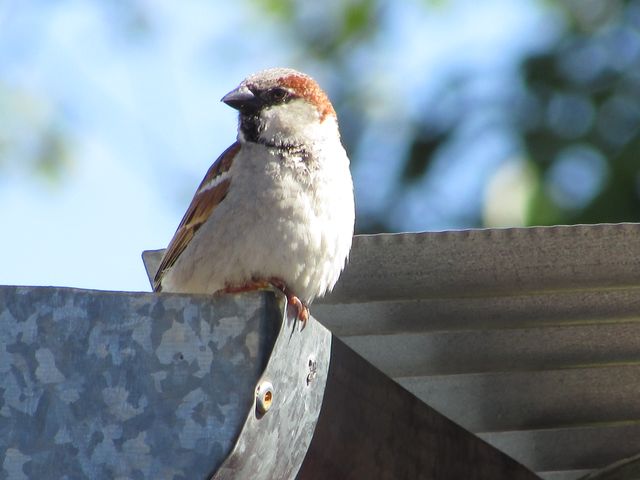 This image features a sparrow perching on the corner of a metal roof, captured in daylight. Useful for educational content about birds, wildlife photography, nature conservation efforts, or for illustrating outdoor scenes in various media projects.