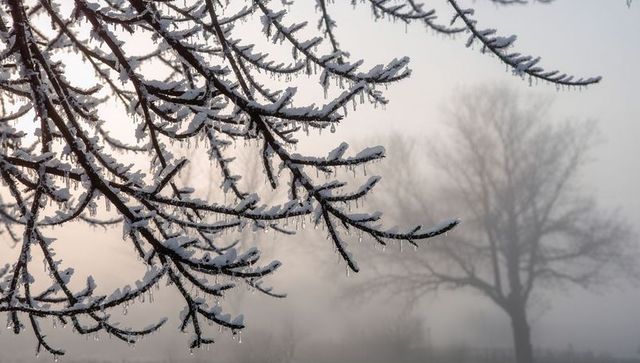 Snow-covered branches dripping icicles framing misty bare tree silhouette at dawn