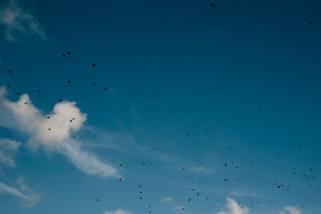 Flock of birds soaring through blue sky on a slightly cloudy day. Can be used for themes related to nature, freedom, bird watching, wildlife, and the beauty of the outdoors.