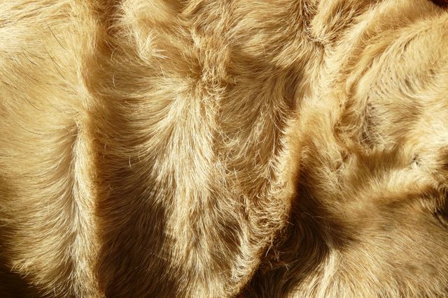 Detailed view of golden fur texture, highlighting the fine strands and natural patterns. Suitable for use in articles and blog posts about animals, textile design, pet grooming, or as a background in graphic designs to convey warmth and softness.