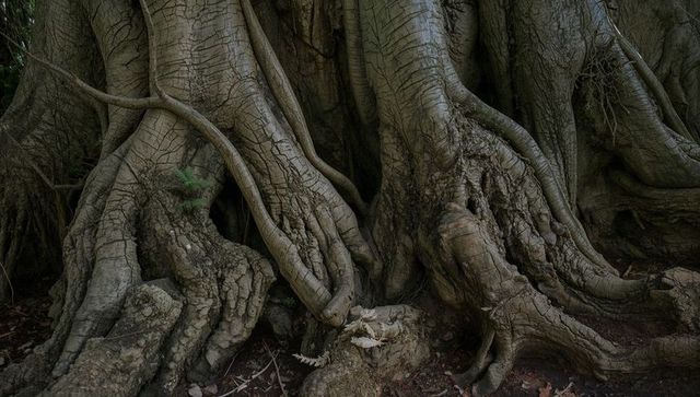 Ancient banyan roots twisting across forest floor, moss seedling, dramatic bark texture