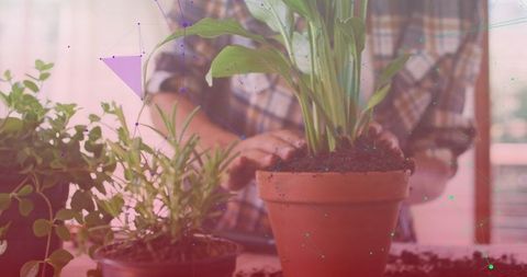Sustainable Gardening with Potted Plants and Abstract Overlay - Download Free Stock Images Pikwizard.com