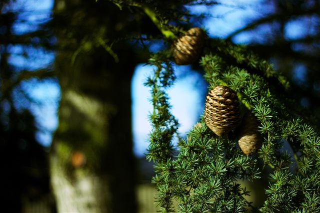 Close-up View of Pine Cones Hanging on Evergreen Branch - Download Free Stock Photos Pikwizard.com