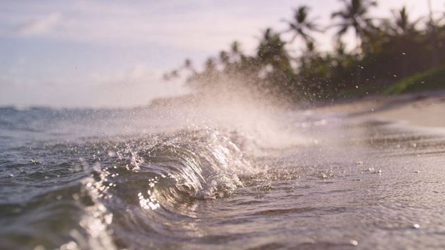 Sunlit wave curling along tropical palm shoreline at golden hour with glistening spray