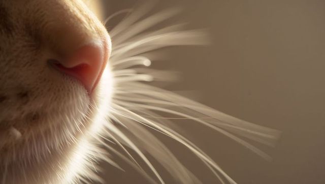 Macro closeup of cat muzzle with pink nose and long white whiskers, warm bokeh backdrop
