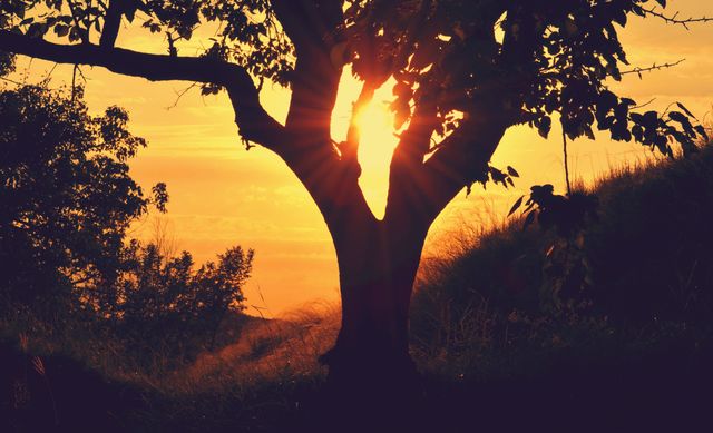 Sun setting behind silhouette of tree, casting golden light over hillside. Perfect for depicting serenity, beauty of nature, or promoting outdoor activities. Ideal for websites or media focused on nature, travel, relaxation, wellness.