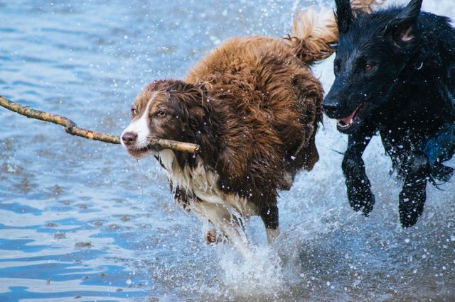 Two Dogs Playing in Water with Stick - Download Free Stock Photos Pikwizard.com