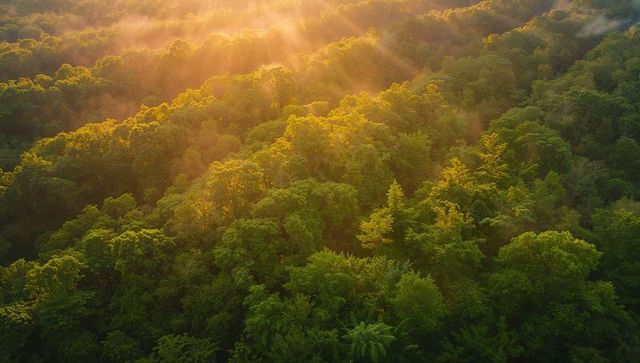 Golden sunbeams streaming over lush forest canopy with misty treetops during golden hour