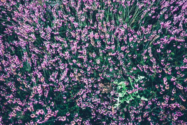 This image features a vibrant field of blooming heather in shades of purple and pink, with green foliage interspersed. Perfect for use in nature blogs, botanical studies, or background elements depicting natural landscapes in spring and summer.