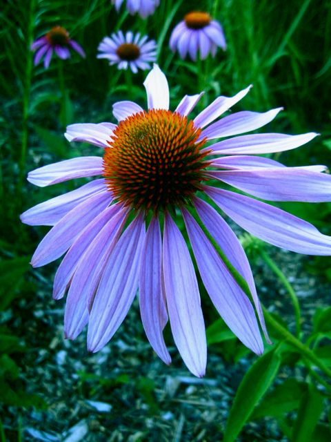 Close-up of vibrant purple coneflower blossoming in green surroundings. Ideal for use in botanical studies, gardening magazines, and nature-focused marketing materials. Perfect for adding a touch of summer and natural beauty to any project.