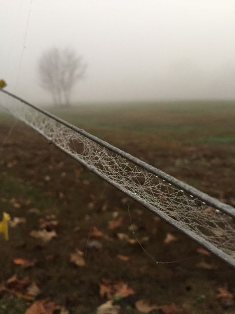 Morning dew creates delicate patterns on a spider web against a backdrop of a foggy field. Perfect for illustrating themes of calmness, nature, and the beauty of early mornings. Ideal for nature blogs, seasonal articles, and content related to rural life.