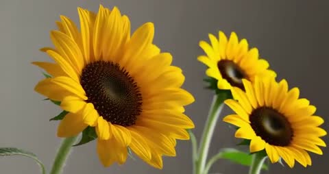 Sunflower Trio Blooming in Studio Light Captured with AI Precision