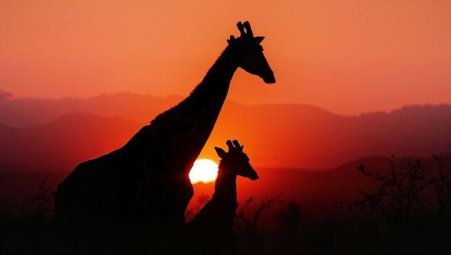Giraffe silhouettes against dramatic african sunset