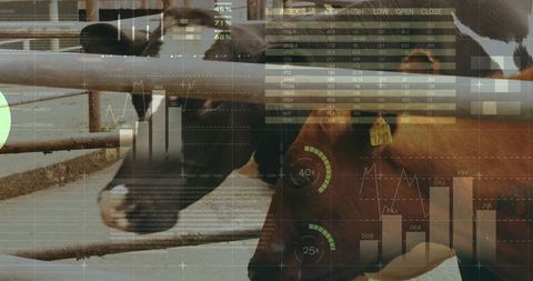 Cows in farm pen with financial data overlay