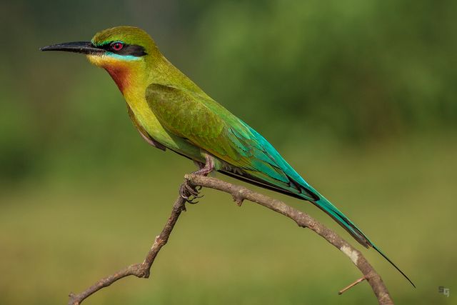 This image showcases a beautifully colorful bird with green, blue, and red plumage, perched gracefully on a branch. The background is blurred, emphasizing the bird's vibrant colors and intricate feather details. Ideal for use in wildlife blogs, educational materials, nature photography collections, and birdwatching guides.