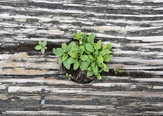 Young green plants emerging through cracks in weathered wooden planks, representing resilience and persistence. Ideal for themes of nature, growth, and overcoming obstacles. Suitable for motivational posters, and environmental awareness campaigns.