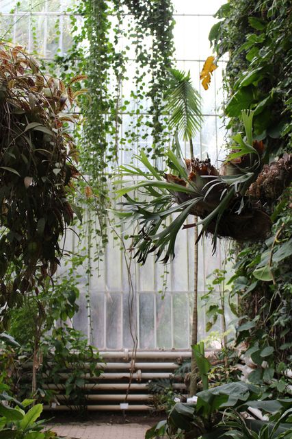Lush Indoor Conservatory with Diverse Tropical Plants and Greenery - Download Free Stock Photos Pikwizard.com