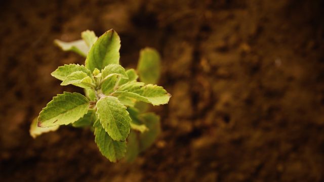 Young plant sprouting from rich brown soil, representing agricultural growth and environmental conservation. Ideal for use in eco-friendly initiatives, farming blogs, gardening tips, educational materials, and environmental campaigns.