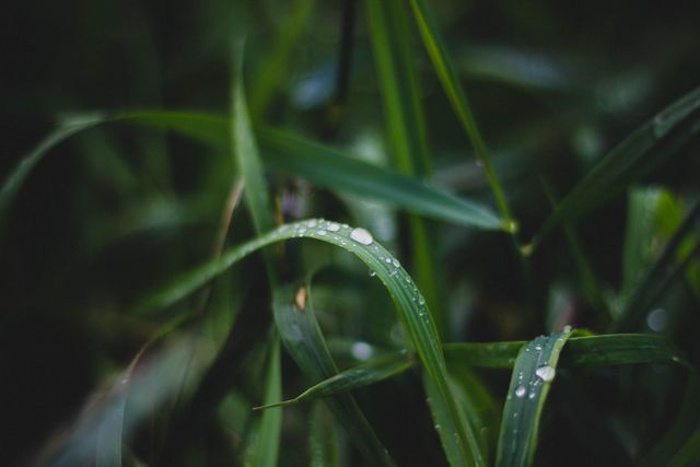This close-up image of fresh dew drops on vibrant green grass blades under natural light provides a tranquil and refreshing feel. Perfect for websites, nature blogs, environmental campaigns, and wellness retreats, highlighting the beauty and purity of nature. Additionally useful for backgrounds, presentations, and social media posts focusing on the theme of morning freshness and ecology.