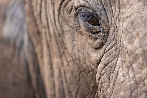 Elephant eye close-up showing wrinkled skin texture, long eyelashes, wildlife portrait