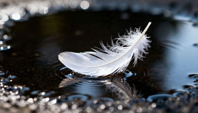 Delicate white feather floating on dark water reflecting soft light and ripples