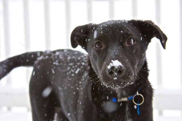 Black Labrador Retriever puppy with snow on its nose standing outside during winter. Can be used for pet care advertisements, winter outdoor fun promotions, or social media posts highlighting cute animals or winter activities.