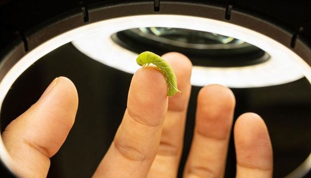 Macro of bright green caterpillar clinging to fingertip under ring light magnifier
