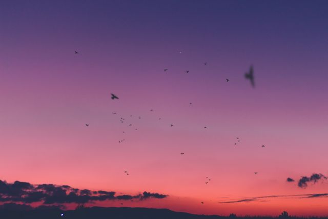 Flock of birds flying against a stunning purple and pink sunset sky. Ideal for concepts of freedom, tranquility, and nature's beauty. Suitable for use in nature-themed projects, travel brochures, meditation content, or backgrounds for inspirational messages.