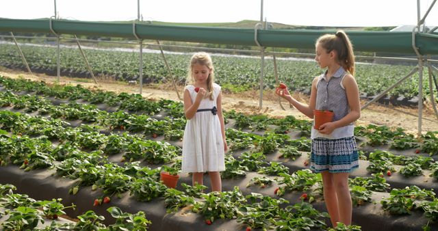 This scene shows two young girls standing among rows of strawberry plants in a greenhouse. They are holding small pots and carefully picking strawberries. The girls are dressed in summer clothes, and a gentle sunlight is illuminating the greenhouse. This image highlights fresh organic farming and rural agricultural activities, perfect for use in promotions related to farming, gardening, outdoor activities, healthy living, and family day out.