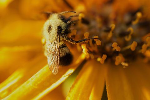 Bee Gather Pollen Sunflower in Garden Nature Closeup