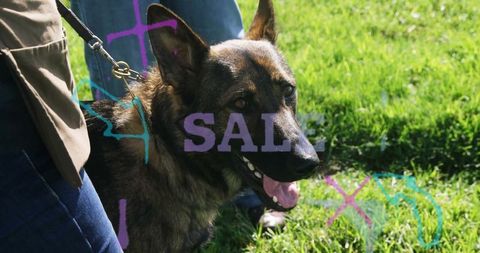 German shepherd on leash outdoors in vibrant park setting