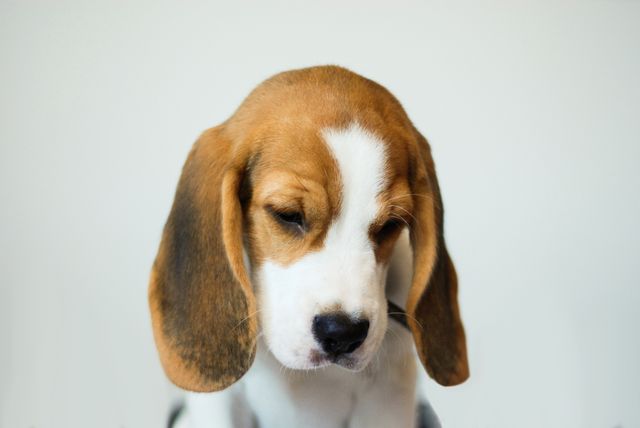 This adorable Beagle puppy with droopy ears and a soft, white and brown coat is posing indoors against a plain background. Ideal for use in pet-related content, advertising materials, social media posts, veterinary promotions, or any design requiring a heartwarming and cute animal subject.