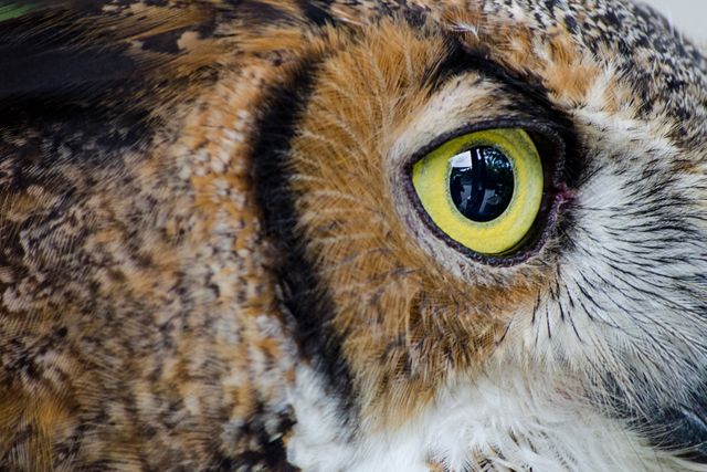 Close-up of Owl's Intense Yellow Eye - Download Free Stock Photos Pikwizard.com
