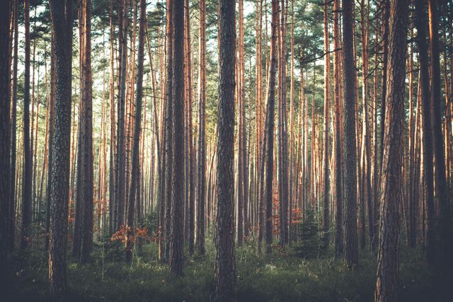 Dense Forest with Tall Pine Trees in Morning Light - Download Free Stock Photos Pikwizard.com