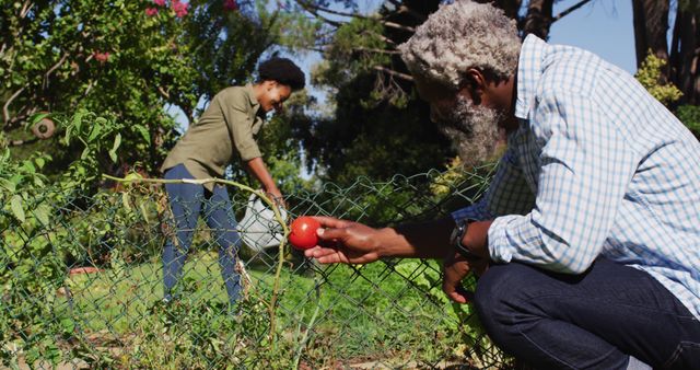 Two individuals are tending to tomato plants in a sunny garden. One person, closer to the camera, is picking a ripe tomato, while the other person is assisting in the background. The garden is lush with green plants. This image can be used to illustrate gardening hobbies, outdoor activities, agriculture, sustainable living, and teamwork in nature.