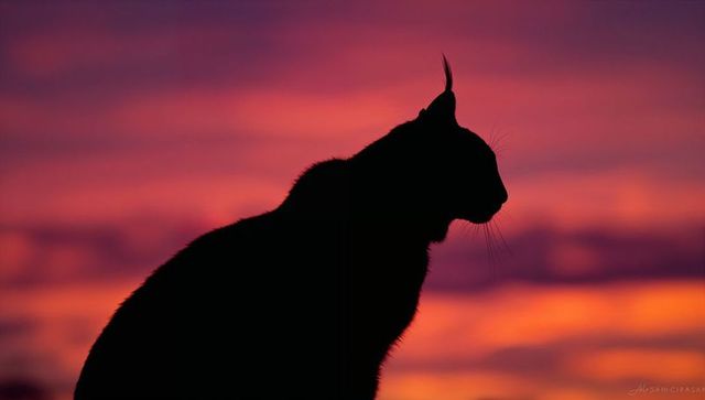 Cat silhouetting against vibrant sunset gradient with pronounced ear tufts