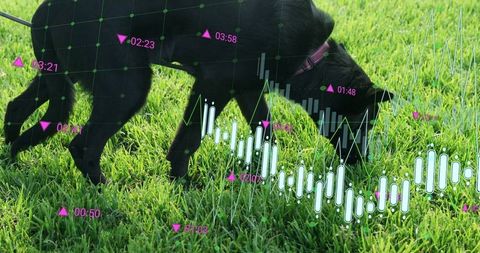 Black dog exploring grass with transparent financial data overlays