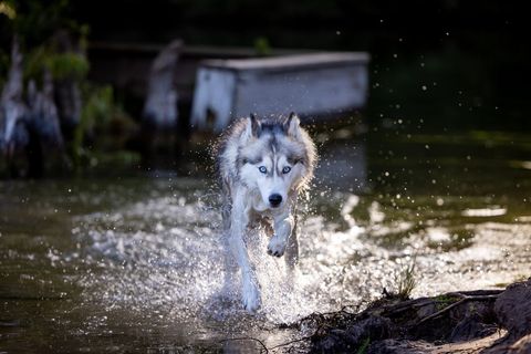 Siberian husky running through water with energetic gait