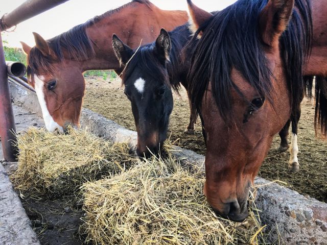 Three horses eating hay from a feeding trough at a rural farm, providing a close-up view of their heads and the hay they are consuming. This can be used to depict agriculture, livestock care, rural life, and horse feeding.