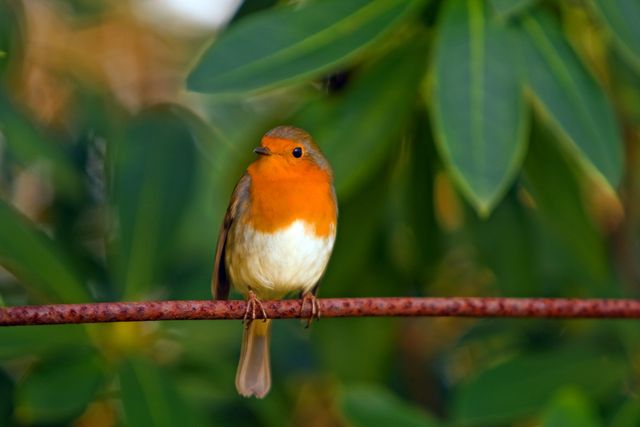 Vibrant Robin Perched on Rusty Branch, Green Foliage Background - Download Free Stock Photos Pikwizard.com