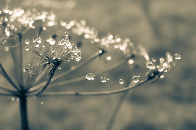 This image captures a delicate dried flower adorned with glistening dew drops in a soft-focus background. Ideal for use in nature blogs, minimalist designs, botanical studies, or calm-themed digital content to evoke a sense of serenity and delicacy.