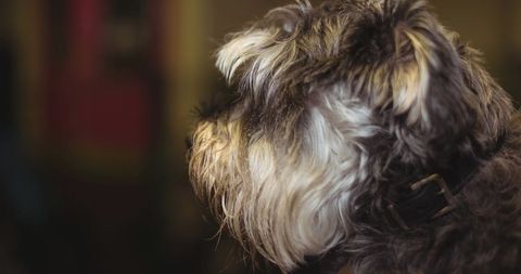 Adorable Schnauzer Close-Up Looking Away - Download Free Stock Images Pikwizard.com