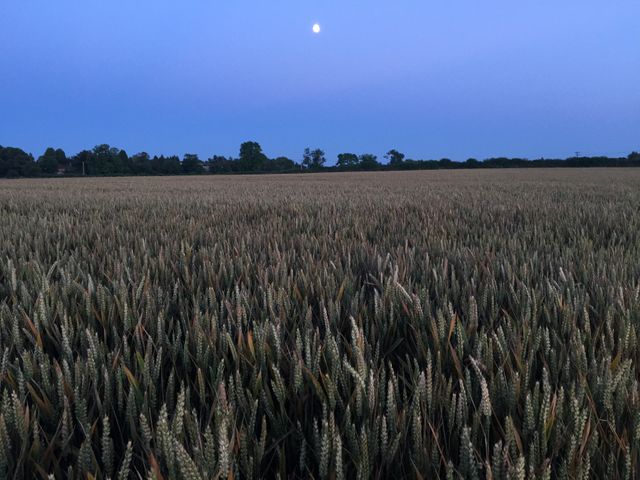 This image captures a tranquil wheat field under a dusky sky with the moon shining above. Ideal for use in agricultural promotions, rural lifestyle blogs, nature websites, and backgrounds for presentations emphasizing serenity and the beauty of nature.