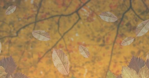 Autumn Leaves Falling Against Golden Orange Background - Download Free Stock Images Pikwizard.com